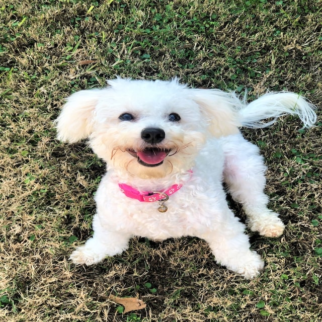 dog1