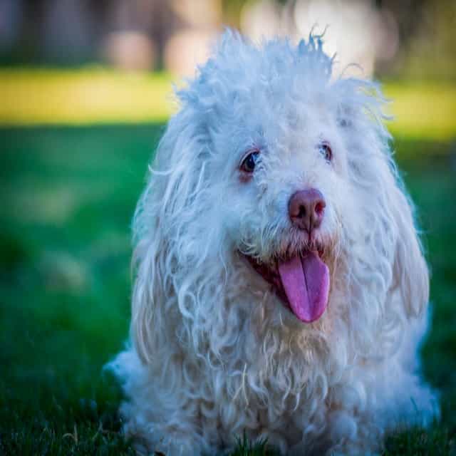 dog2