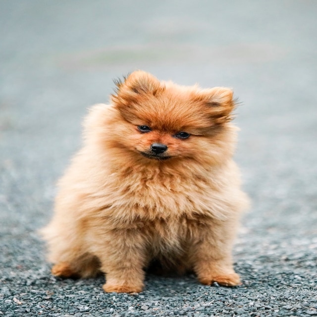 dog3