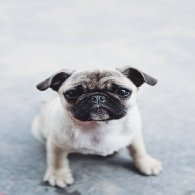 dog4